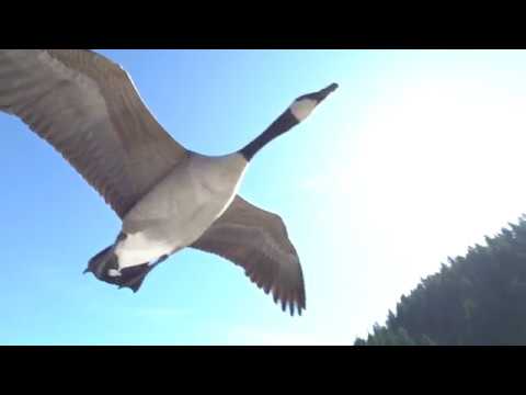 Kyle the Goose