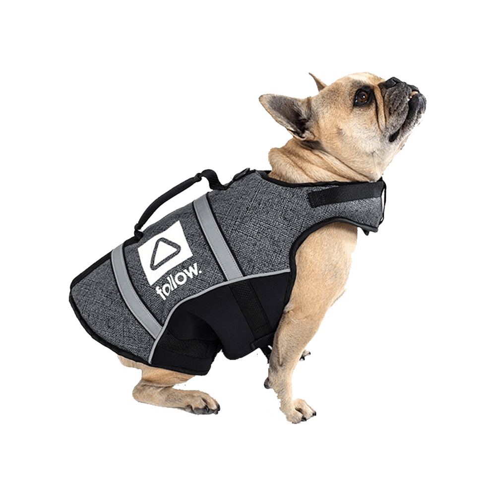 A small dog wearing a Follow Dog Floating Aid - Black vest with buckle straps.